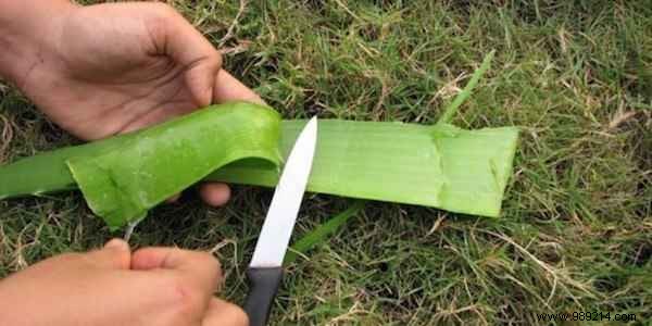 40 Proven Uses of Aloe Vera for Skin, Hair, Digestion, and Overall Wellness