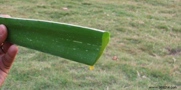 40 Proven Uses of Aloe Vera for Skin, Hair, Digestion, and Overall Wellness