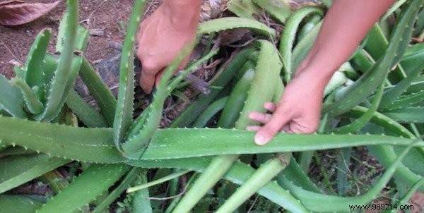 40 Proven Uses of Aloe Vera for Skin, Hair, Digestion, and Overall Wellness