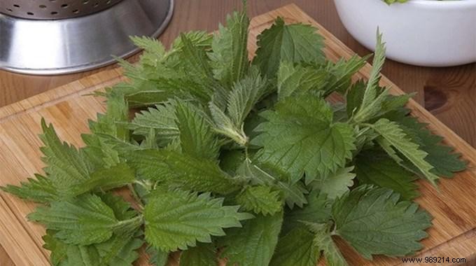 6 Proven Health Benefits of Stinging Nettle Backed by Herbal Expertise