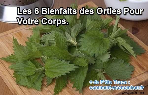 6 Proven Health Benefits of Stinging Nettle Backed by Herbal Expertise