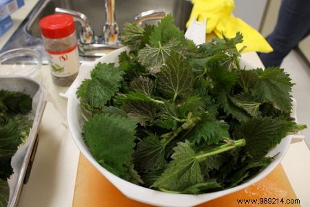 6 Proven Health Benefits of Stinging Nettle Backed by Herbal Expertise