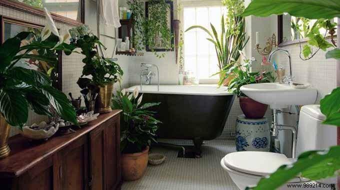 6 NASA-Proven Indoor Plants to Purify Your Home Air Naturally