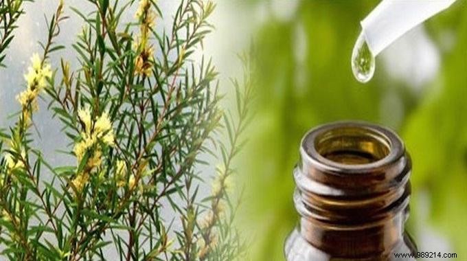 14 Proven Uses for Tea Tree Essential Oil: Natural Remedies from Tradition and Science