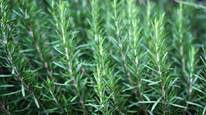Study Reveals: Rosemary s Aroma Boosts Memory by 75%
