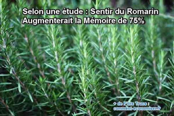 Study Reveals: Rosemary s Aroma Boosts Memory by 75%
