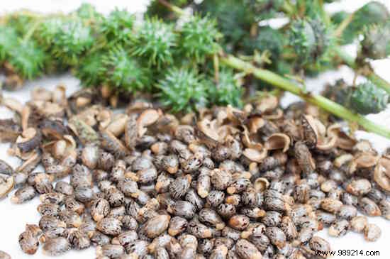 17 Proven Benefits of Castor Oil for Skin, Hair, and Health