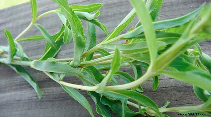 Grandma s Time-Tested Remedy: Tarragon Essential Oil Tea for Bloating and Gas Relief