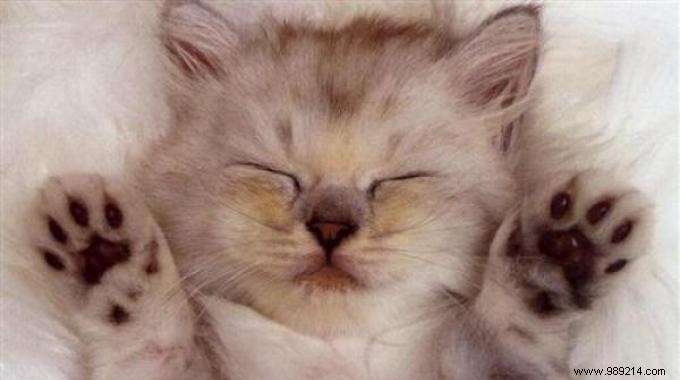 3 Science-Backed Rituals to Fall Asleep Fast Every Night