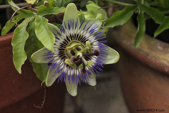 19 Evidence-Based Natural Remedies to Relieve Anxiety Without Medication