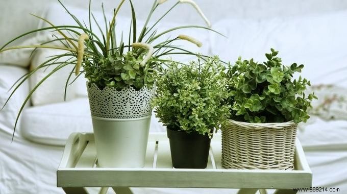 6 Proven Plants for Your Bedroom: Purify Air, Boost Sleep, and Enhance Health