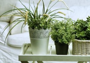 6 Proven Plants for Your Bedroom: Purify Air, Boost Sleep, and Enhance Health