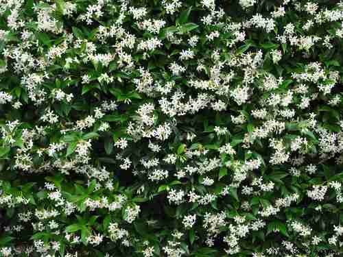 6 Proven Plants for Your Bedroom: Purify Air, Boost Sleep, and Enhance Health