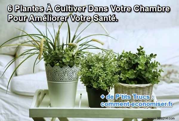 6 Proven Plants for Your Bedroom: Purify Air, Boost Sleep, and Enhance Health