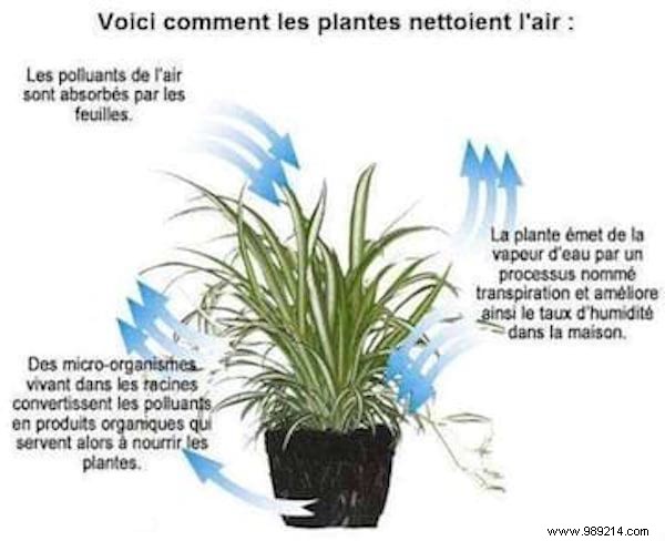 6 Proven Plants for Your Bedroom: Purify Air, Boost Sleep, and Enhance Health