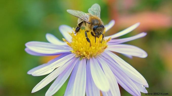 Bee-Friendly Plants: Top Flowers and Herbs to Grow and Support Pollinators