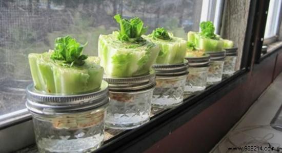 10 Vegetables You Can Regrow Indefinitely from Kitchen Scraps