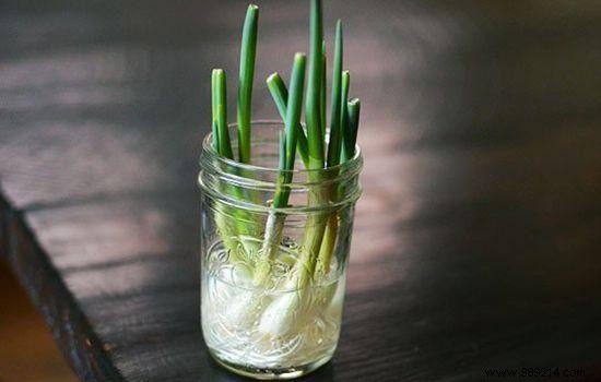10 Vegetables You Can Regrow Indefinitely from Kitchen Scraps
