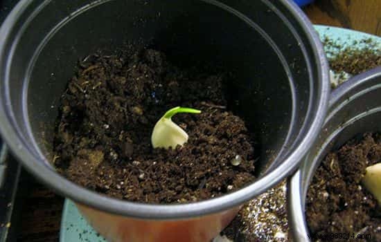 10 Vegetables You Can Regrow Indefinitely from Kitchen Scraps