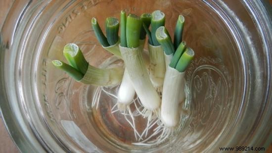 10 Vegetables You Can Regrow Indefinitely from Kitchen Scraps