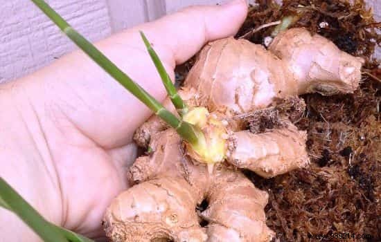 10 Vegetables You Can Regrow Indefinitely from Kitchen Scraps