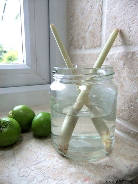 10 Vegetables You Can Regrow Indefinitely from Kitchen Scraps