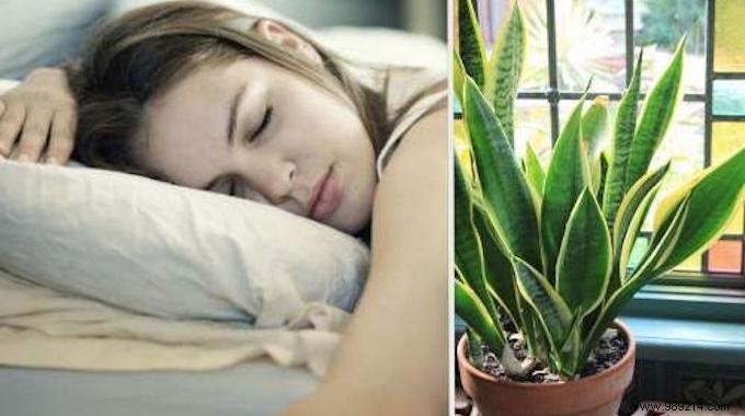 10 Proven Plants for Restful Sleep – No Sleeping Pills Needed