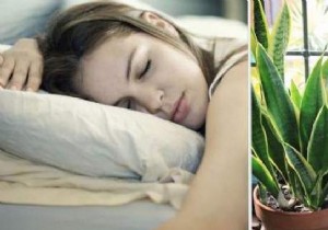 10 Proven Plants for Restful Sleep – No Sleeping Pills Needed