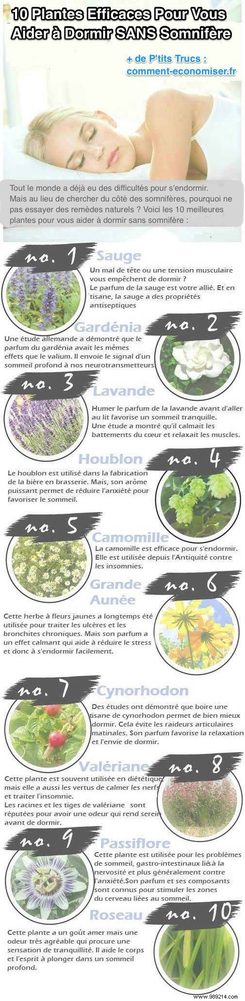 10 Proven Plants for Restful Sleep – No Sleeping Pills Needed