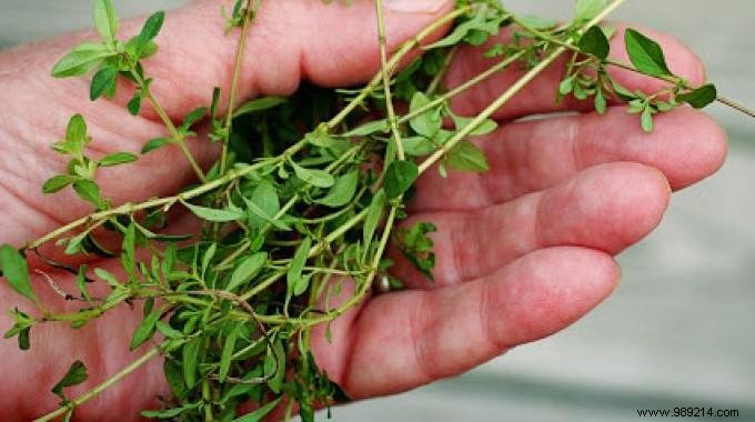 Thyme Essential Oil: Proven Benefits, Safe Uses, and Expert Tips