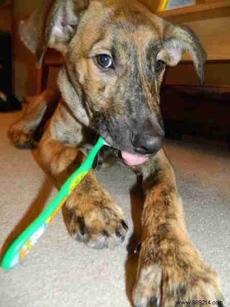 Are You Brushing Your Teeth Wrong? 9 Dentist-Recommended Tips for Better Oral Health