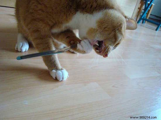 Are You Brushing Your Teeth Wrong? 9 Dentist-Recommended Tips for Better Oral Health