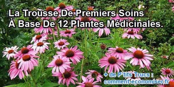 Essential Herbal First Aid Kit: 12 Proven Medicinal Plants for Travelers