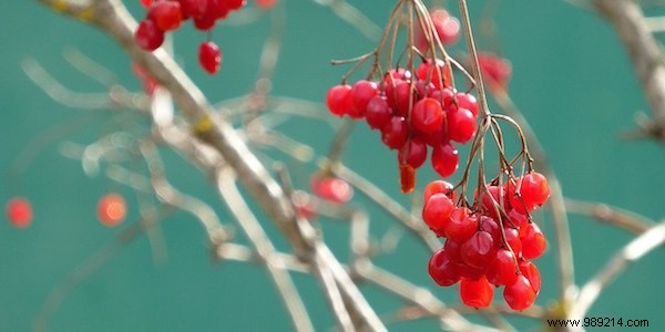 Essential Herbal First Aid Kit: 12 Proven Medicinal Plants for Travelers