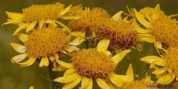 Essential Herbal First Aid Kit: 12 Proven Medicinal Plants for Travelers