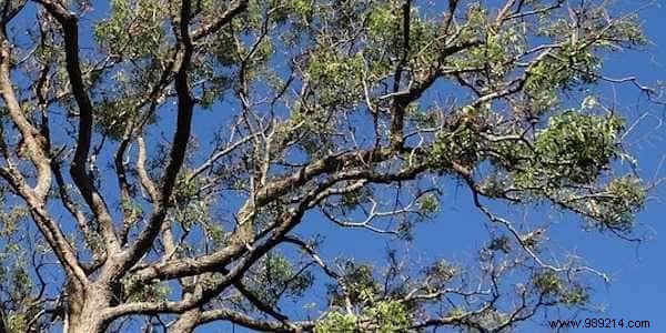 Essential Herbal First Aid Kit: 12 Proven Medicinal Plants for Travelers