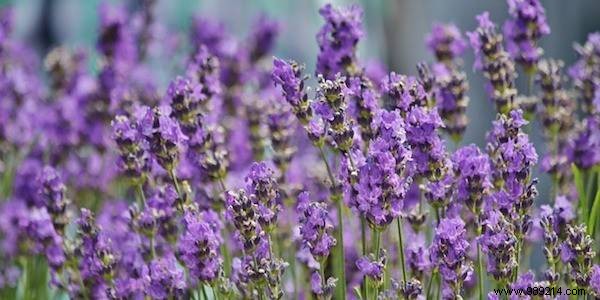 Essential Herbal First Aid Kit: 12 Proven Medicinal Plants for Travelers