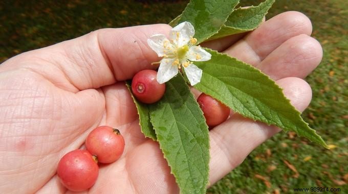 13 Science-Backed Health Benefits of Panama Cherries
