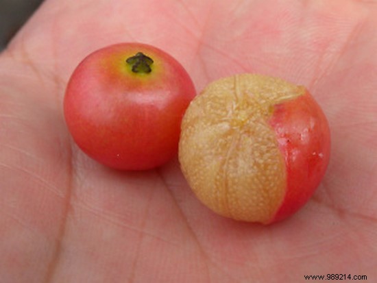 13 Science-Backed Health Benefits of Panama Cherries