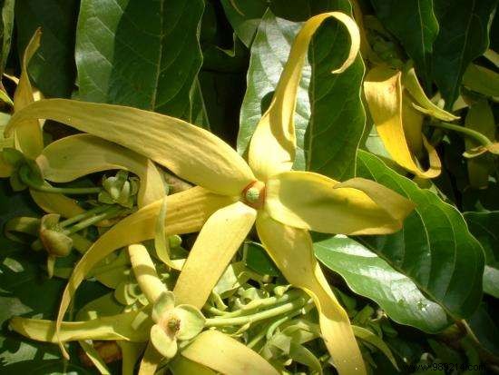 Ylang-Ylang Essential Oil: Key Benefits, Uses, and Proven Recipes