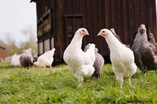 3 Misleading Food Industry Practices: Cellulose,  Fresh  Orange Juice, and Free-Range Eggs