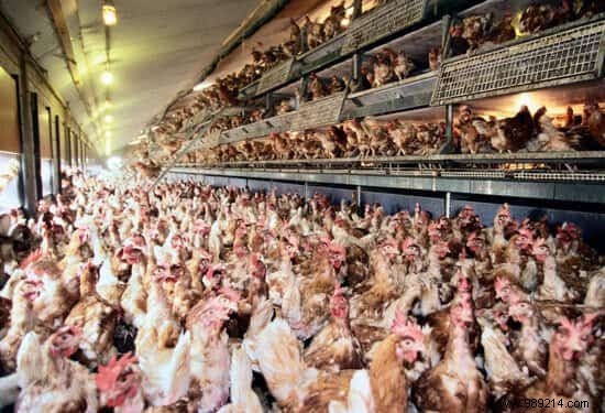 3 Misleading Food Industry Practices: Cellulose,  Fresh  Orange Juice, and Free-Range Eggs