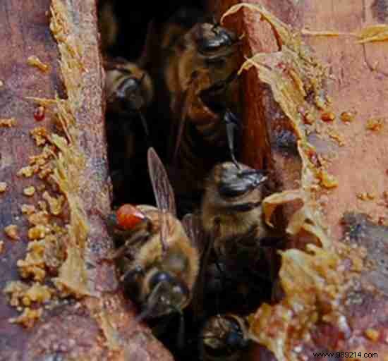 8 Proven Health Benefits of Propolis: Backed by Centuries of Use and Modern Insights