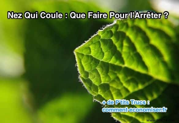 Stop a Runny Nose Fast: Proven Mint Tea Remedy for Quick Relief