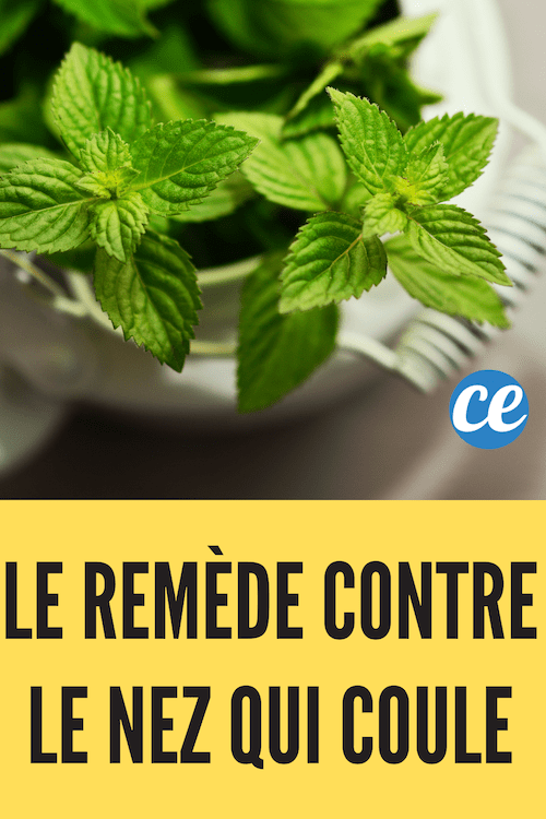 Stop a Runny Nose Fast: Proven Mint Tea Remedy for Quick Relief