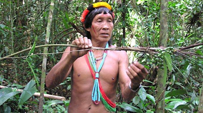 Matsés Tribe Preserves Ancient Wisdom with First 500-Page Traditional Medicine Encyclopedia