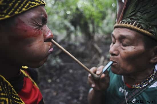 Matsés Tribe Preserves Ancient Wisdom with First 500-Page Traditional Medicine Encyclopedia