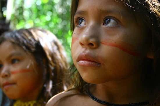 Matsés Tribe Preserves Ancient Wisdom with First 500-Page Traditional Medicine Encyclopedia