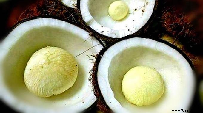 10 Remarkable Health Benefits of Coconut Embryo You Need to Know
