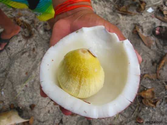 10 Remarkable Health Benefits of Coconut Embryo You Need to Know